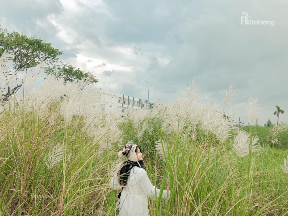 Mùa cỏ lau ở Đà Nẵng